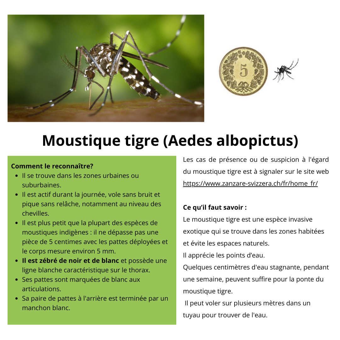 Le moustique tigre (Aedes albopictus)